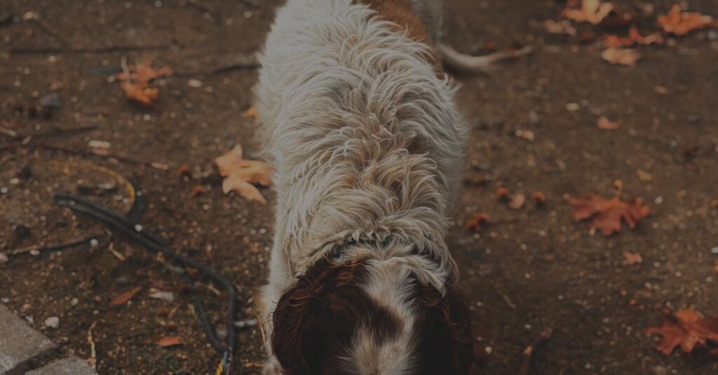 Kanta-asiakasohjelmat - Näin Valitset Parhaan Kanta-asiakasohjelman Liiketoimintaasi: Vertailussa Suositut Palveluntarjoajat
