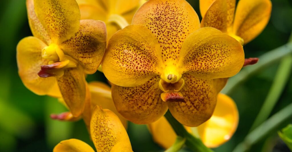 Käsityöt - Modernit huoltoveneet: Miten perinne kohtaa teknologian uudella aikakaudella